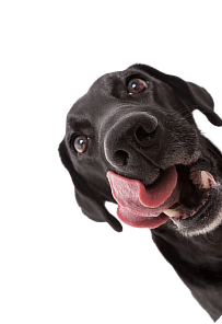 вклад в собачек